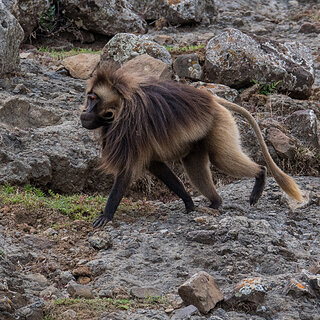 Debre Libanos - Male gelada